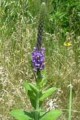 VERBENA  STRICTA | Hoary Vervain