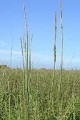 THE HAWKEYE:  TALL GRASS