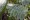 AMORPHA CANESCENS | Leadplant