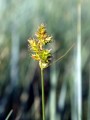 CAREX BREVIOR | Plains Oval Sedge