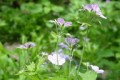 GERANIUM MACULATUM | Wild Geranium