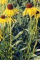 ECHINACEA PARADOXA | Bush's Coneflower