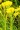 SOLIDAGO OHIENSIS | Ohio Goldenrod
