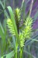 CAREX LURIDA | Lurid Sedge