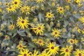 RUDBECKIA FULGIDA | Orange Coneflower