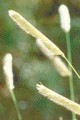 BOUTELOUA GRACILIS | Blue Grama