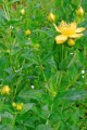 HYPERICUM PYRAMIDATUM | Great St. John's Wort
