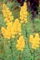 SOLIDAGO SPECIOSA | Showy Goldenrod