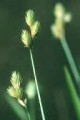 CAREX SCOPARIA | Broom Sedge