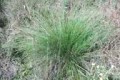 SPOROBOLIS HETEROLEPIS | Prairie Dropseed