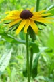 RUDBECKIA HIRTA | Blackeyed Susan