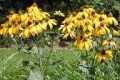 RUDBECKIA LACINIATA | Wild Golden Glow