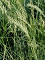 AGROPYRON SMITHII | Water Plantain