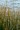 SCIRPUS ACUTUS | Hard Stem Bulrush