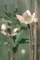 ANEMONE CYLINDRICA | Thimbleweed
