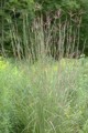 WRP or WHIP 15 FORB MIX