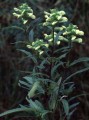PEDICULARIS LANCEOLATA | Swamp Lousewort