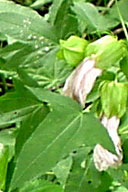 HIBISCUS MILITARIS | Rose Mallow