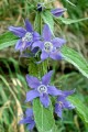 CAMPANULA AMERICANA | Tall Bellflower