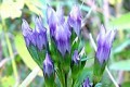GENTIANA QUINQUEFOLIA | Stiff Gentian