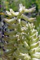 ASTRAGALUS CANADENSIS | Canada Milkvetch