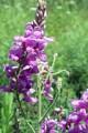 DESMODIUM CANADENSE | Showy Tick Trefoil