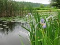 WATER'S EDGE BEAUTIFICATION