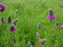 Showy Wildflower Mix, native wildflowers grow spring, summer and fall.