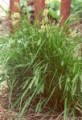 CAREX BICKNELLII | Bicknel Sedge