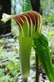 ARISAEMA TRIPHYLLUM | Jack in the Pulpit