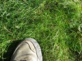 Low Growing, No Mow Lawn Grass -  Minimal maintenance - all soil and sun types