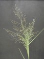 SPOROBOLUS CRYPTANDRUS | Sand Dropseed