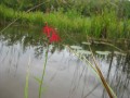 Marsh Emergent Site Native Seed Mix