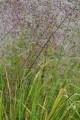 ERAGROSTIS TRICHODES | Sand Love Grass
