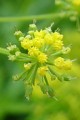 ZIZIA AUREA | Golden Alexanders