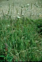 AGROPYRON TRACHYCAULUM | Slender Wheat Grass