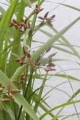 SCIRPUS FLUVIATILIS | River Bulrush