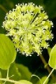 SMILAX HERBACEA | Carrion Flower