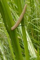 ACORUS CALAMUS  | Sweet Flag