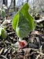 ASARUM CANADENSE | Wild Ginger