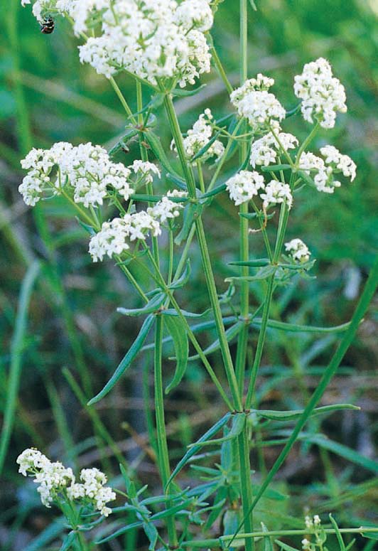 Northern bedstraw Northern bedstraw