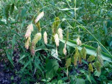 UNEOLA LATIFOLIA | River Oats