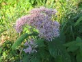 EUPATORIUM PURPUREUM | Sweet Joe Pye