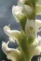 RUMEX ORBICULATUS | Water Dock