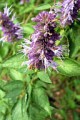 AGASTACHE FOENICULUM | Annise Hyssop
