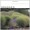 Information on Native Grasses