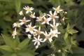 ASTER UMBELLATUS | Flat Topped Aster