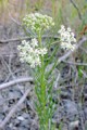 ASCLEPIAS VERTICILLATA | Whorled Milkweed