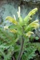 PEDICULARIS CANADENSIS | Wood Betony