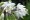 Allium Cernuum | Nodding Onion
